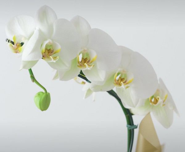 Orquídea Phalaenopsis Branca e Conjunto Natura Mamãe e Bebê - Imagem 2